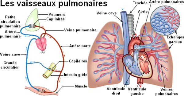 Bilan préopératoire