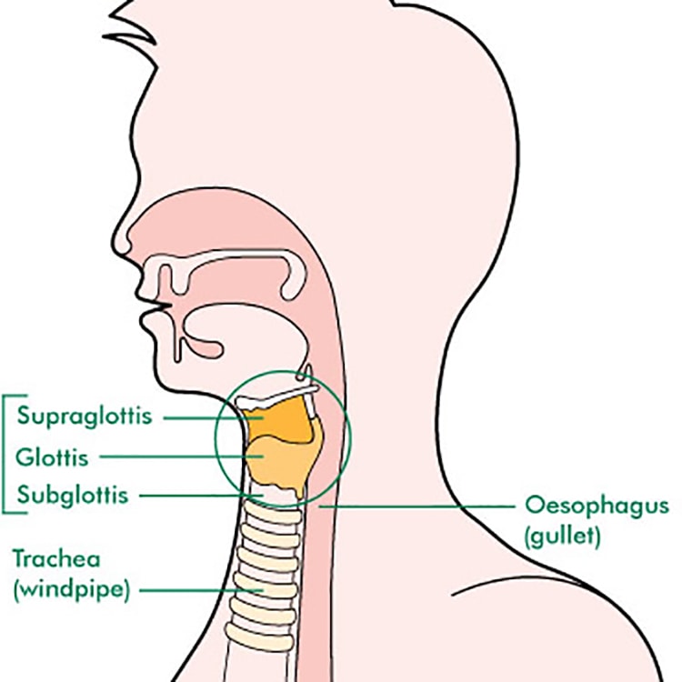 OTO-RHINO-LARYNGOLOGIE